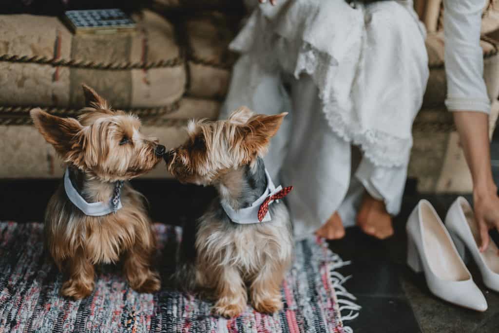Fotografia de Matrimonio. Estadio Español de Linares. Matrimonio de Pia y Nacho.